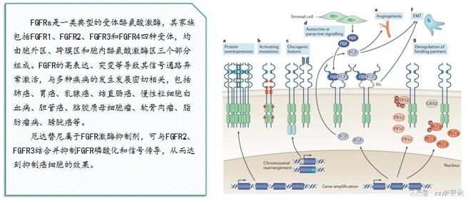 k8凯发，厄达替尼知识小百科